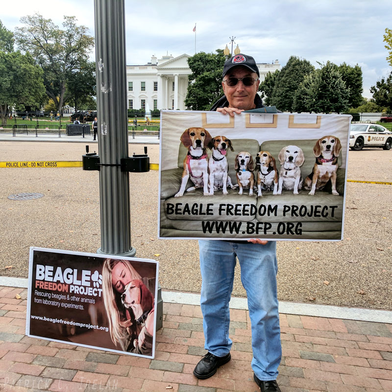 Beagle Freedom Project, White House, Washington, DC